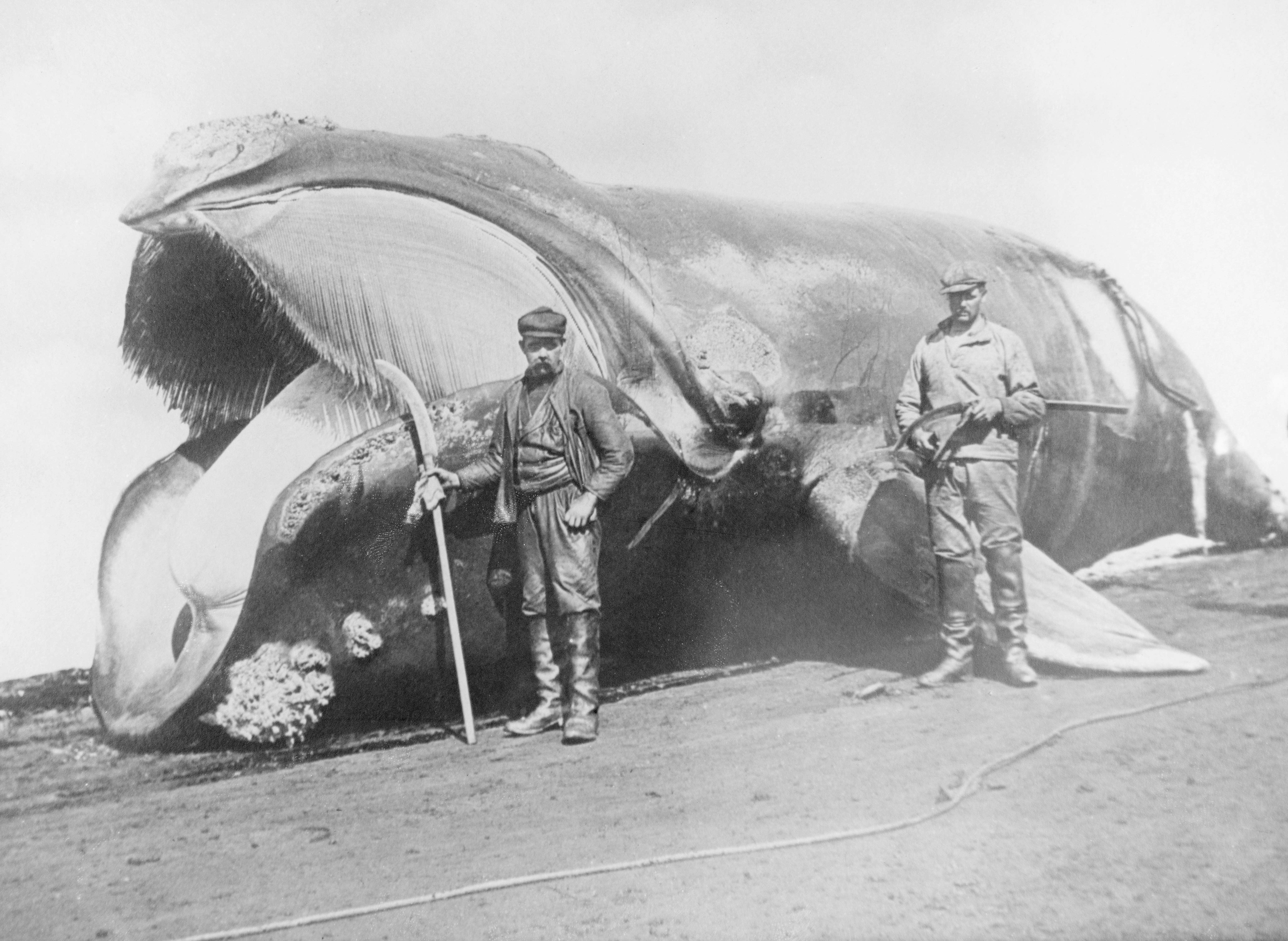 ein paar männer, die neben einem großen wal stehen