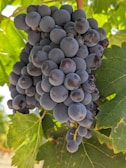 Close-up of ripe grapes hanging on the vine ready for harvest.