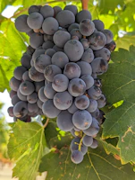 Close-up of ripe grape clusters hanging heavy on the vine, ready for harvest.