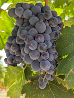 Close-up of ripe grapes hanging heavy on the vine, ready for harvest