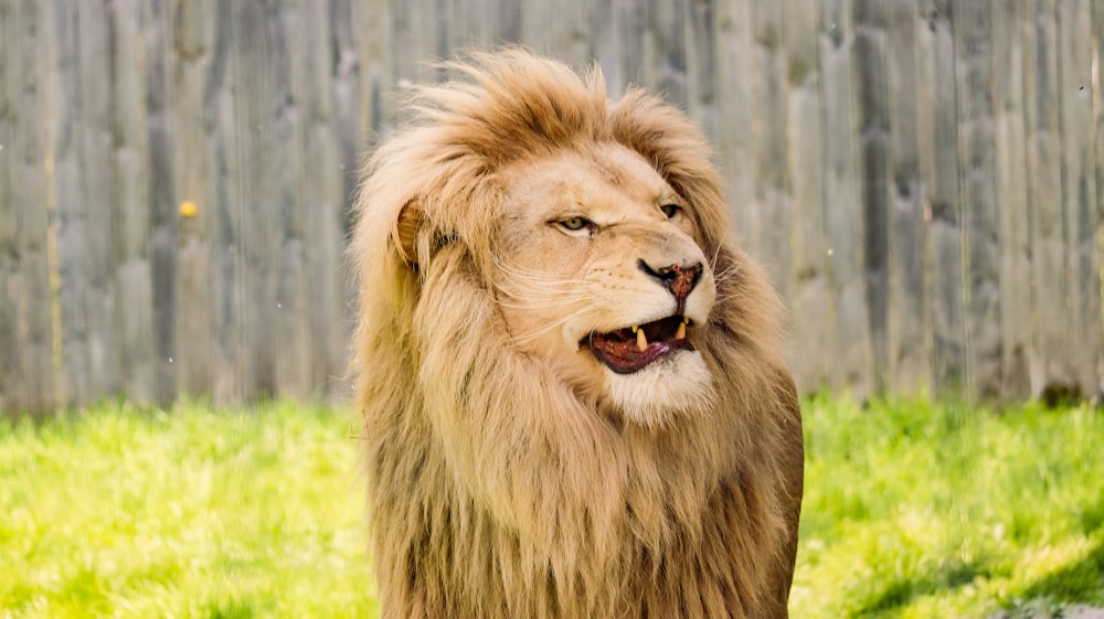 a lion standing in a grassy area next to a fence