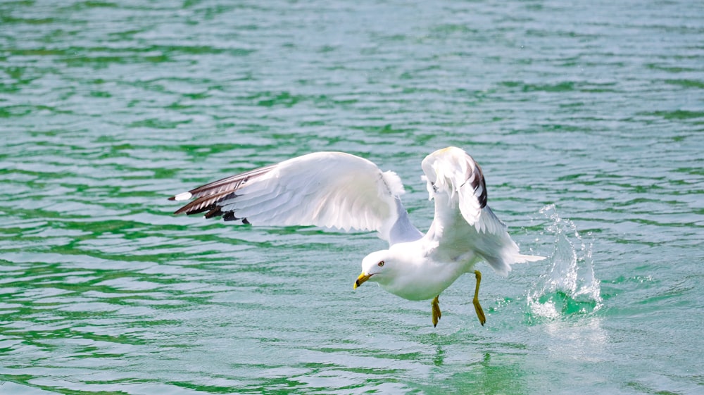a seagull landing on the water with its wings spread
