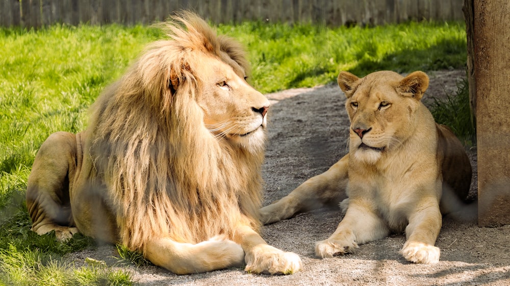 a couple of lions sitting next to each other