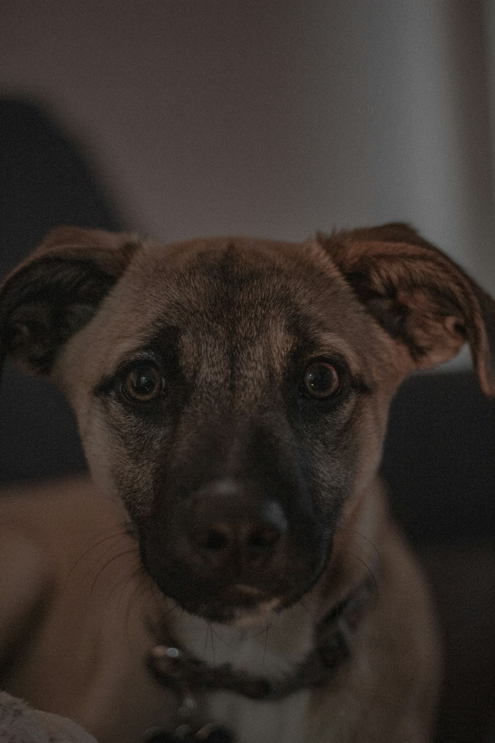 a close up of a dog looking at the camera