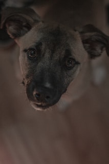 Close-up of a gentle dog with soulful eyes indoors.