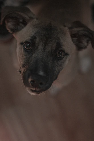An intimate canvas portrait of a beloved pet, capturing its soulful eyes and personality.