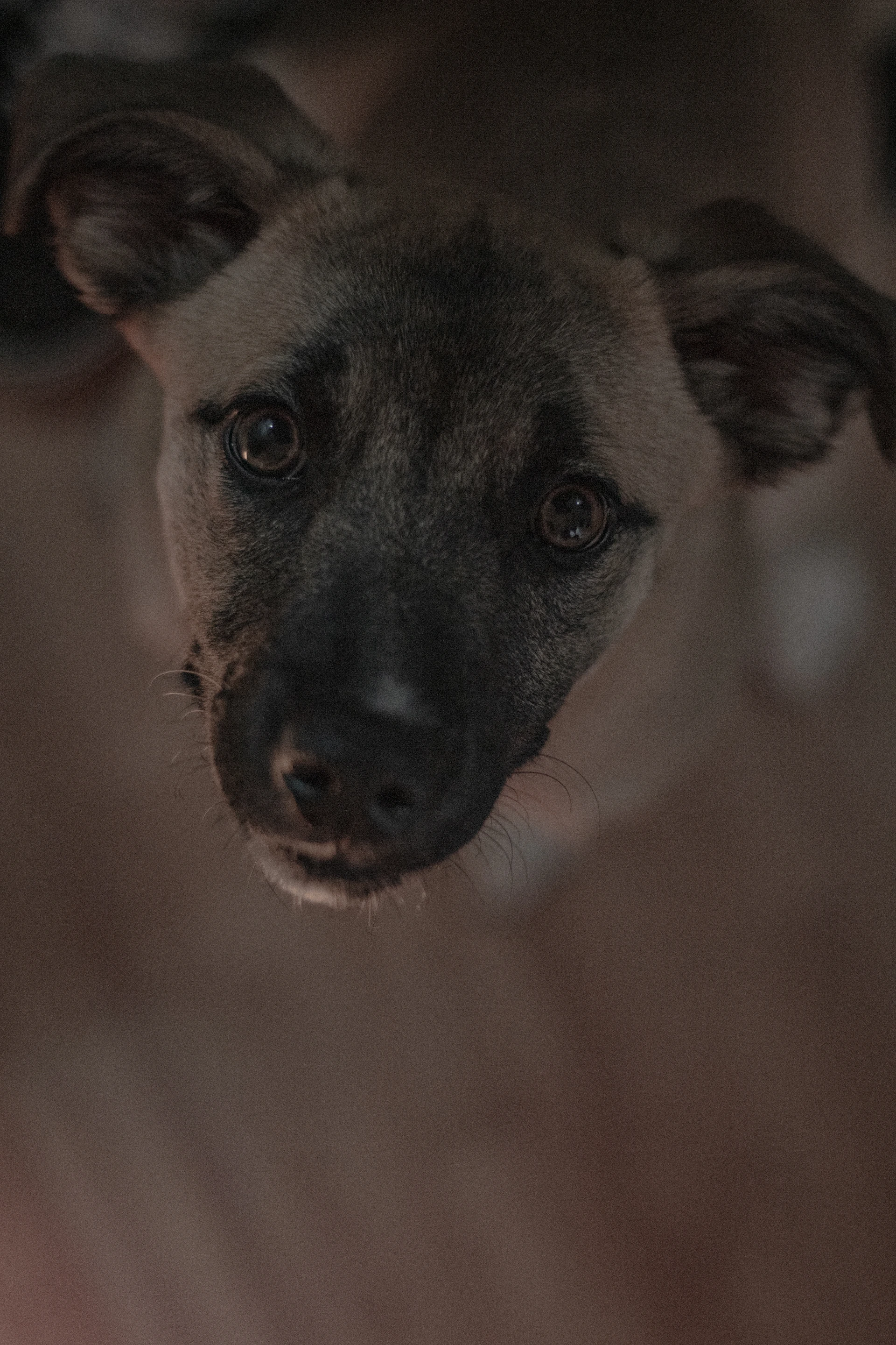 A close-up of a dog’s soulful eyes, reflecting trust and the deep bond shared with its human.