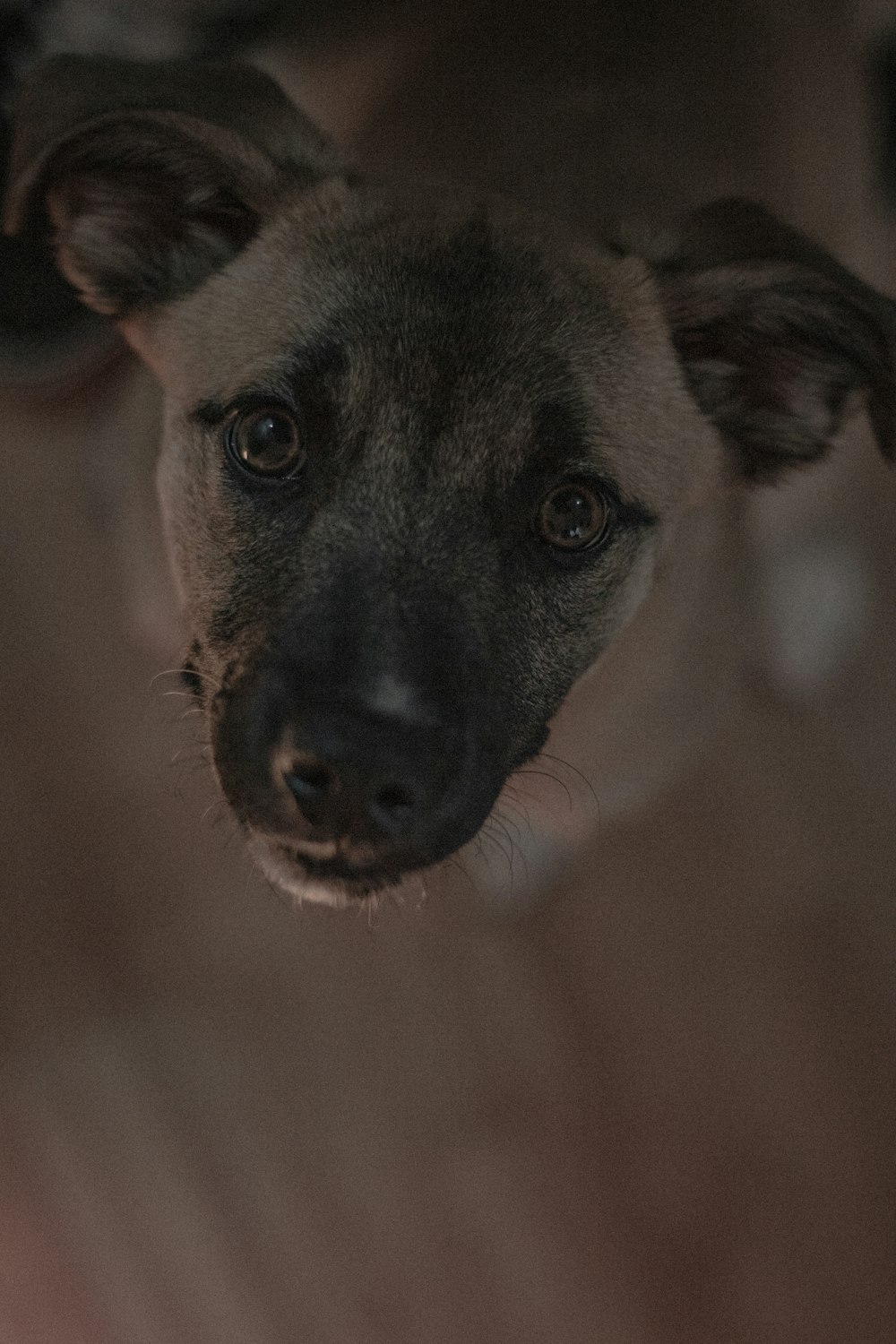 a close up of a dog looking at the camera