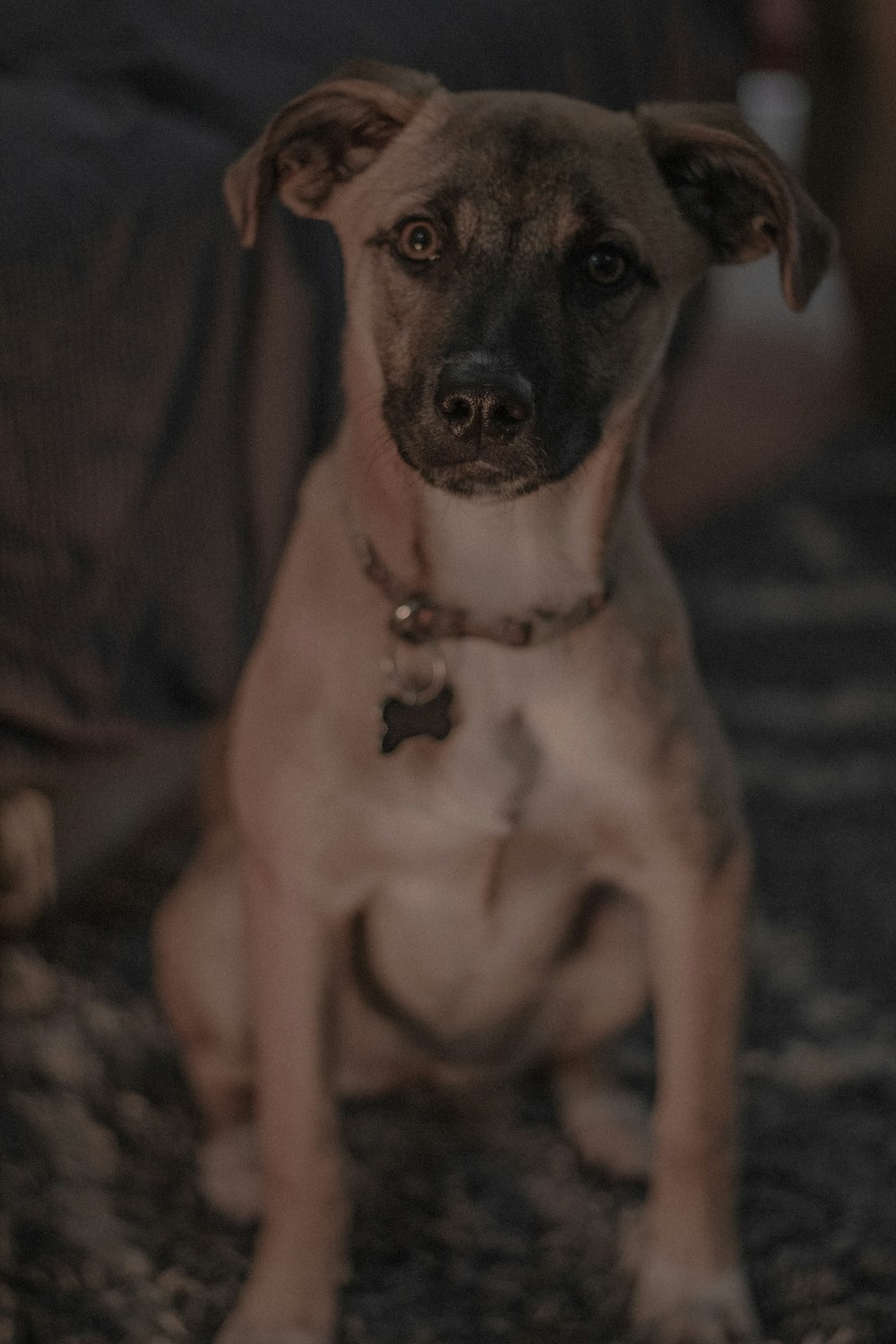 a brown dog sitting on top of a rug