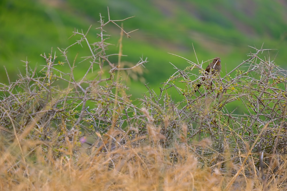 a bird sitting on top of a dry grass covered field