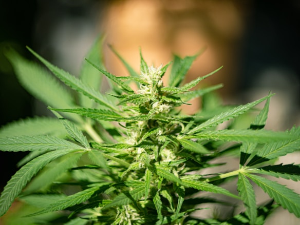 A close-up view of a cannabis plant with green leaves and buds. The plant is the central focus with a blurred background highlighting its details. Sunlight casts shadows on the leaves, emphasizing their serrated edges and vibrant green color.