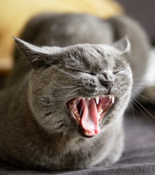 a gray cat yawns while laying on a bed