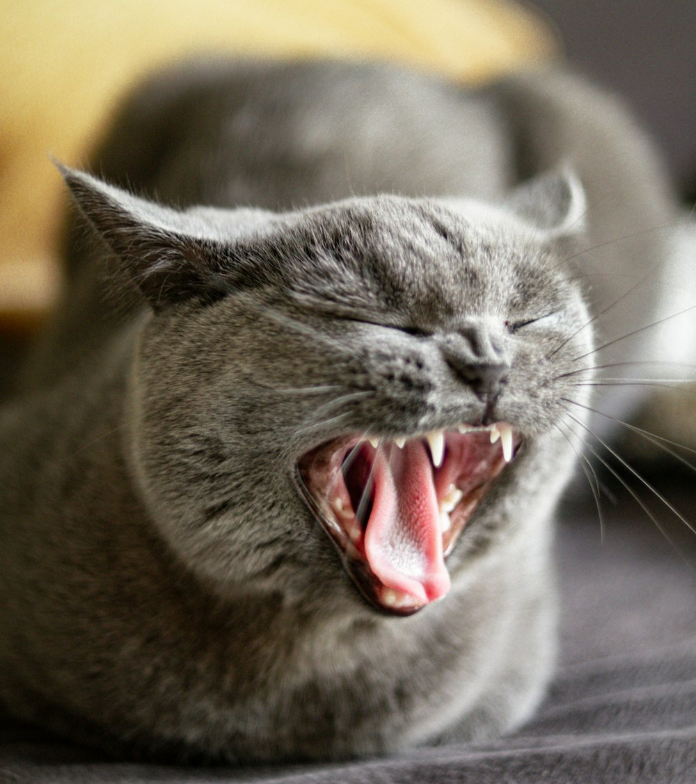 a gray cat yawns while laying on a bed