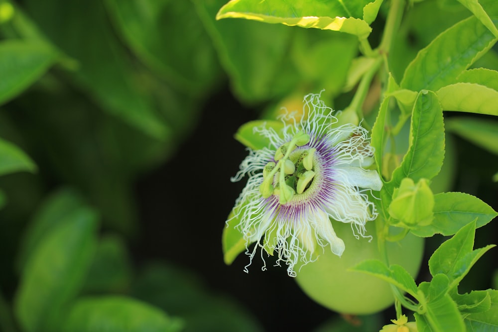 a close up of a flower on a plant