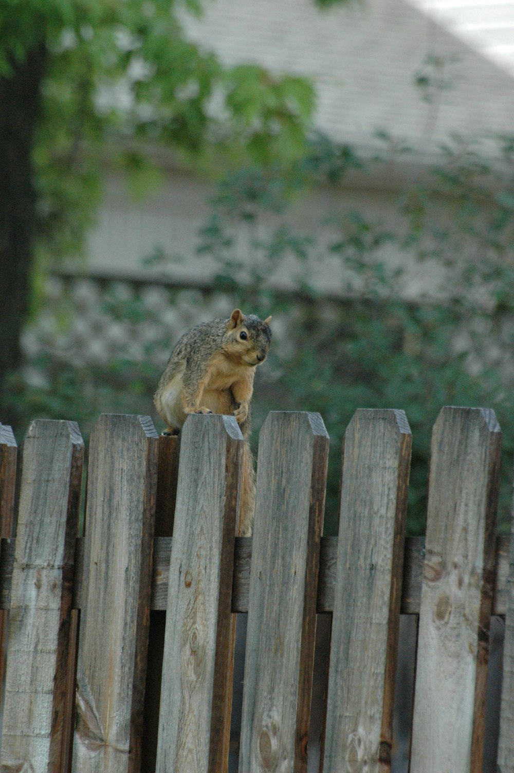 a squirrel sitting on top of a wooden fence