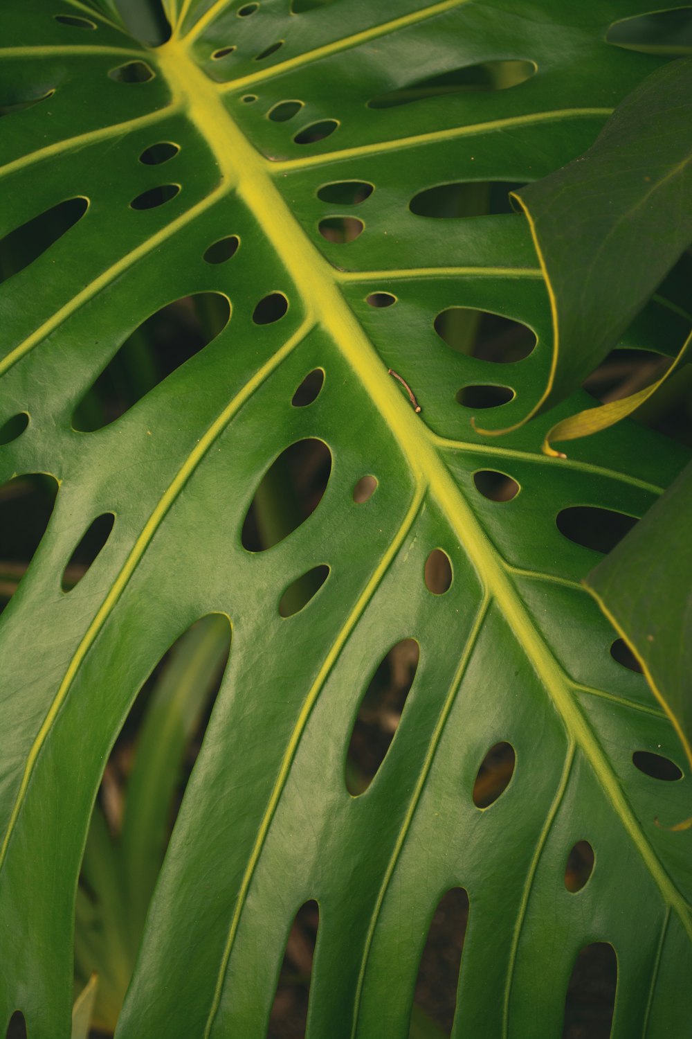 a large green leaf with holes in it