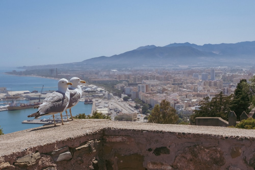 two seagulls sitting on a ledge overlooking a city