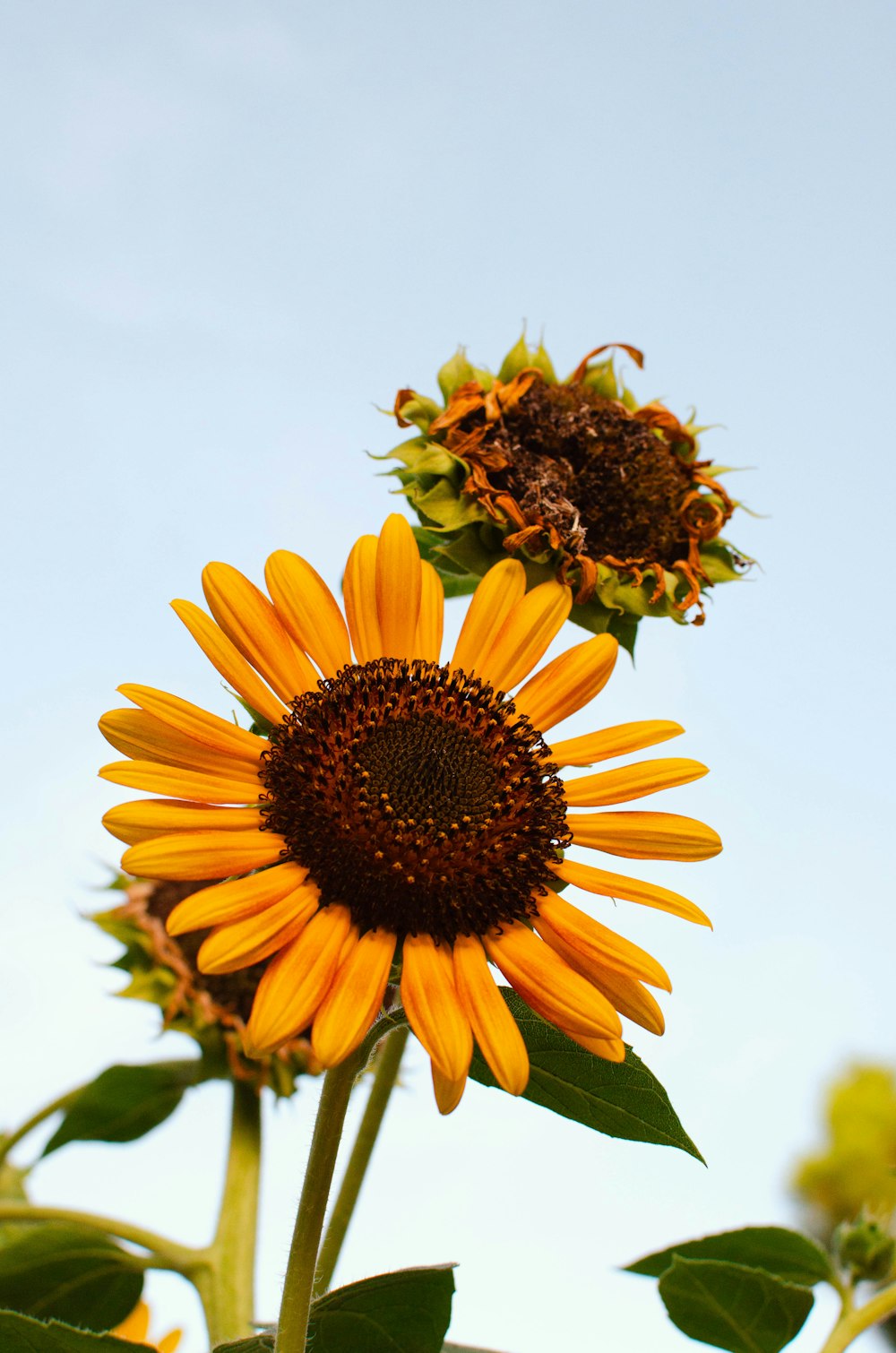 two sunflowers with a blue sky in the background