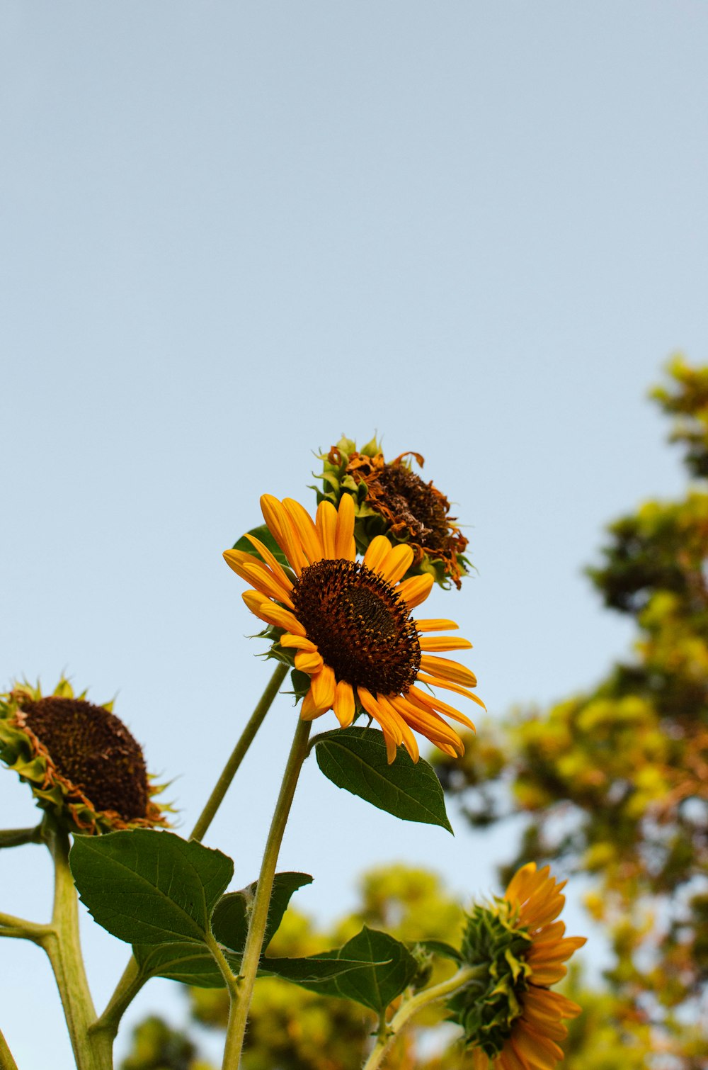a large sunflower standing in front of a blue sky