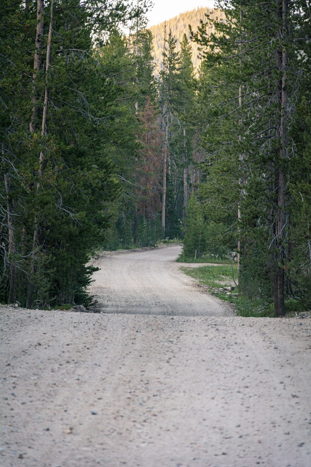 a bear walking down a dirt road in the woods