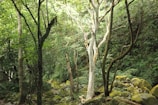 A dense forest scene featuring tall, slender trees with a mixture of dark and light bark. The ground is covered with large moss-covered rocks, and the foliage is lush green, indicating a thriving, vibrant ecosystem.