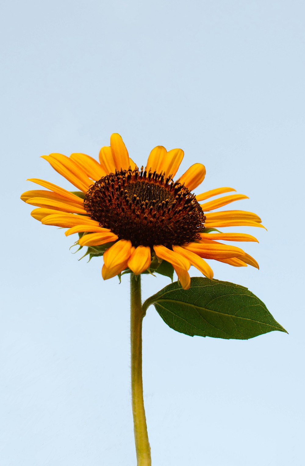 a sunflower with a blue sky in the background