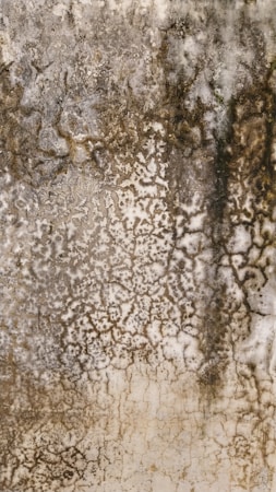 The image displays a textured surface with intricate patterns resembling mold or mildew growth. The texture varies in color, transitioning from dark brown to lighter beige and off-white, with an uneven distribution across the surface.