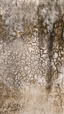 The image displays a textured surface with intricate patterns resembling mold or mildew growth. The texture varies in color, transitioning from dark brown to lighter beige and off-white, with an uneven distribution across the surface.