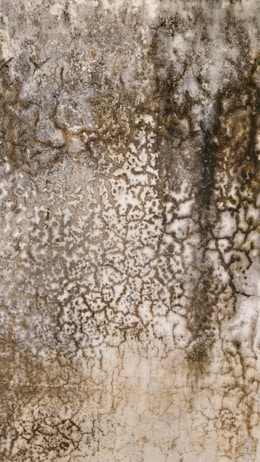 The image displays a textured surface with intricate patterns resembling mold or mildew growth. The texture varies in color, transitioning from dark brown to lighter beige and off-white, with an uneven distribution across the surface.