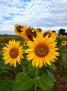 A vibrant field of blooming sunflowers with tall, bright yellow petals and dark brown centers. The sunflowers stand prominently against a backdrop of a partly cloudy blue sky, with some green foliage visible near the base.
