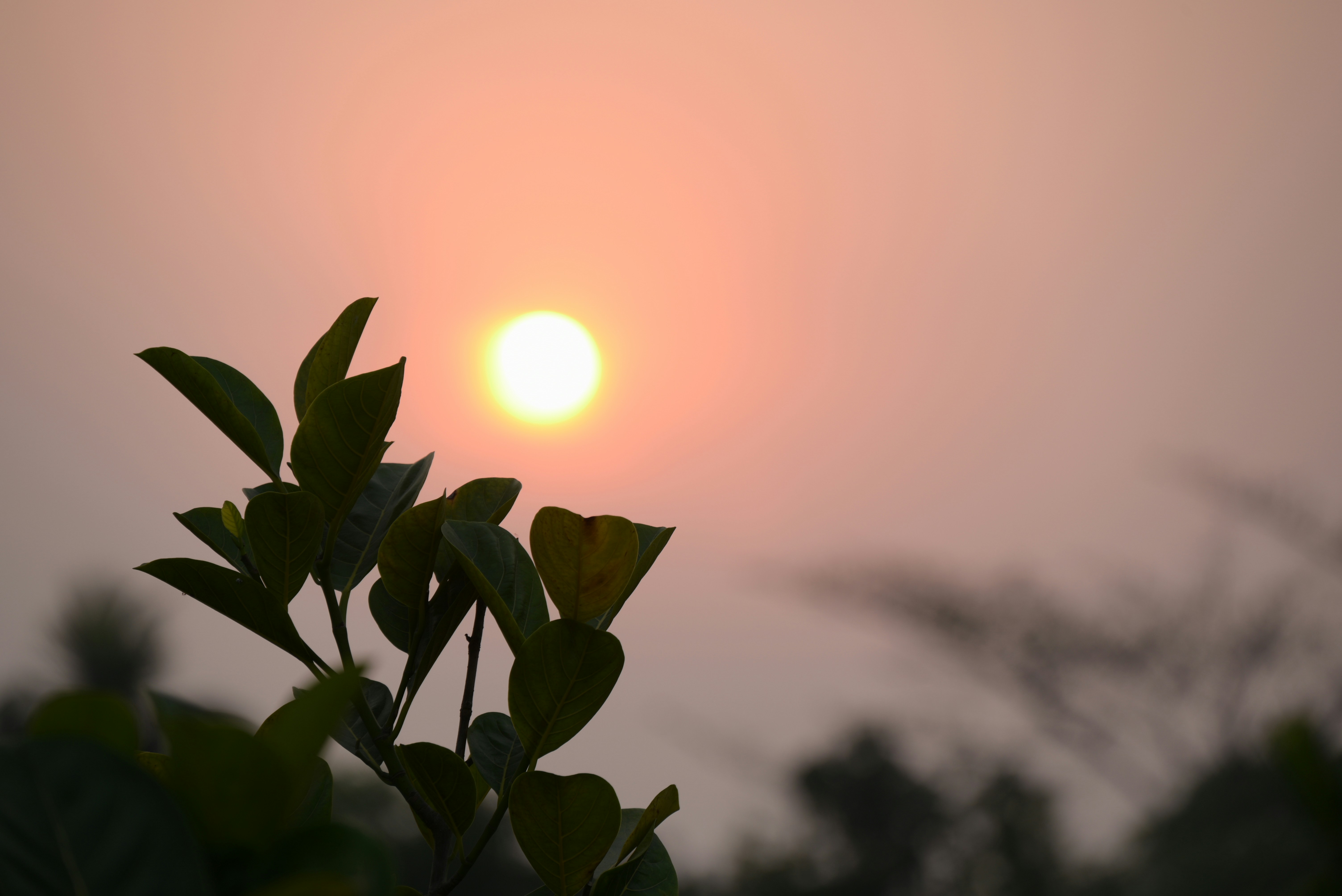 Heartfelt Marathi Good Morning Quotes to Inspire & Share