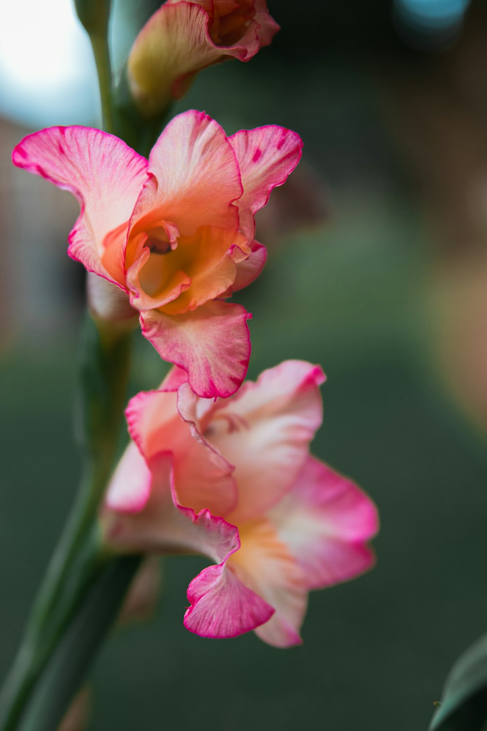 a close up of a flower with a blurry background