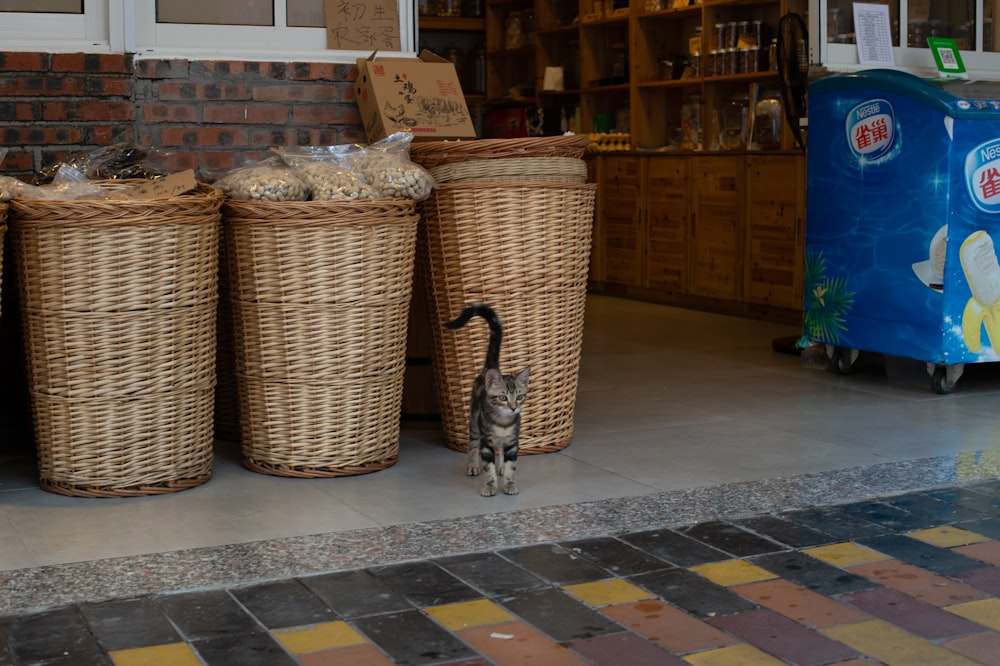 a cat standing in front of three wicker baskets
