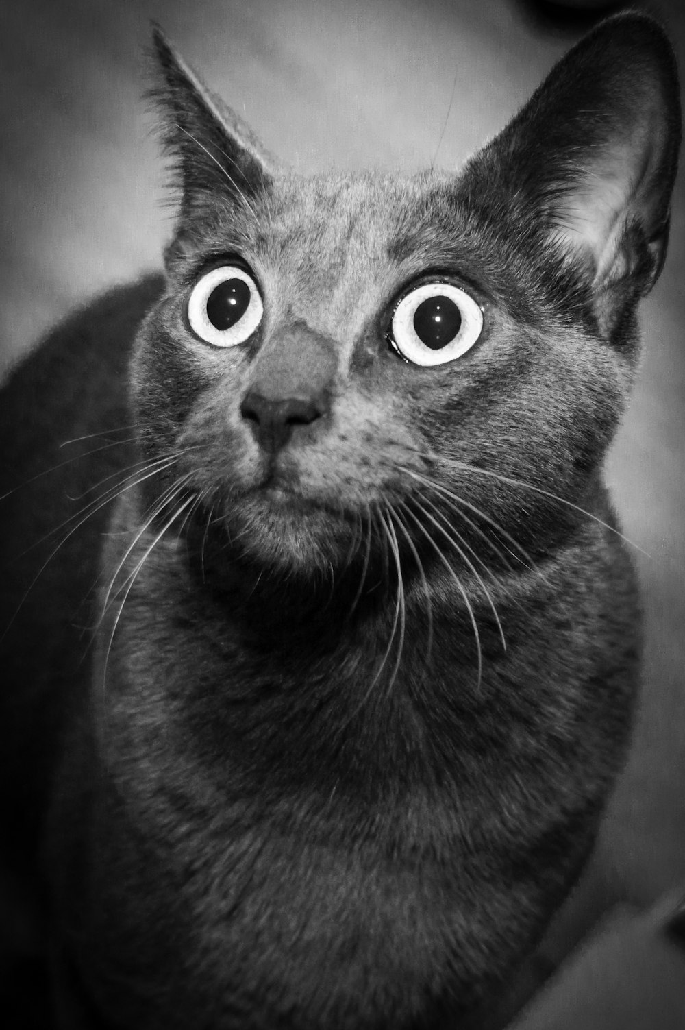 a black and white photo of a cat with big eyes