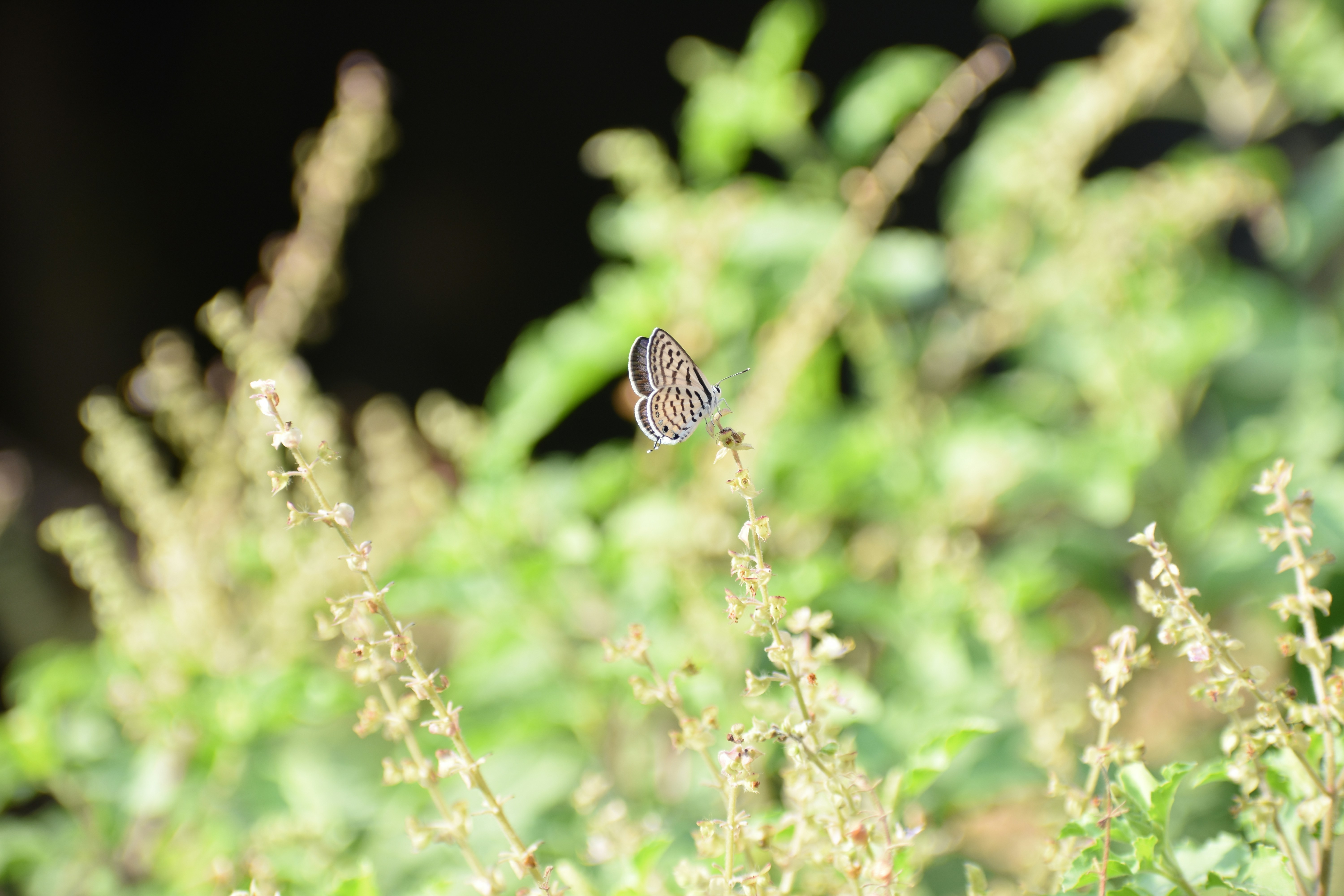 Photo by harsharsh