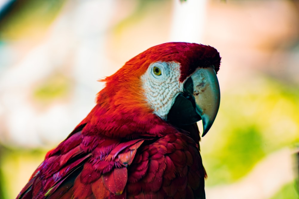 a close up of a parrot with a blurry background