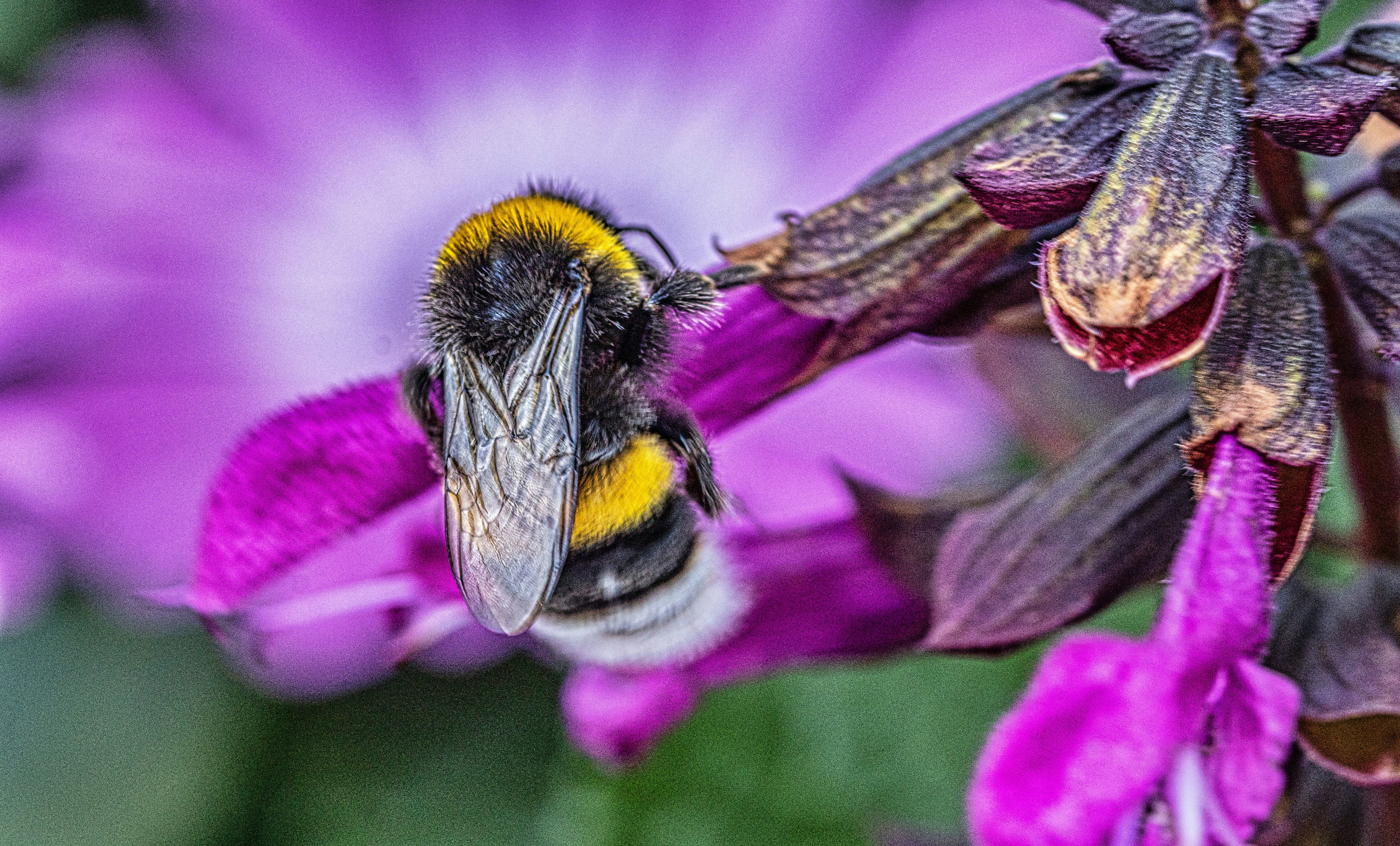 a close up of a bee on a purple flower