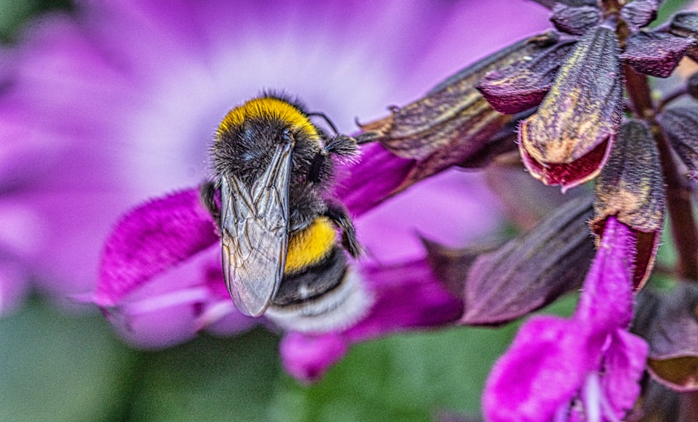 a close up of a bee on a purple flower