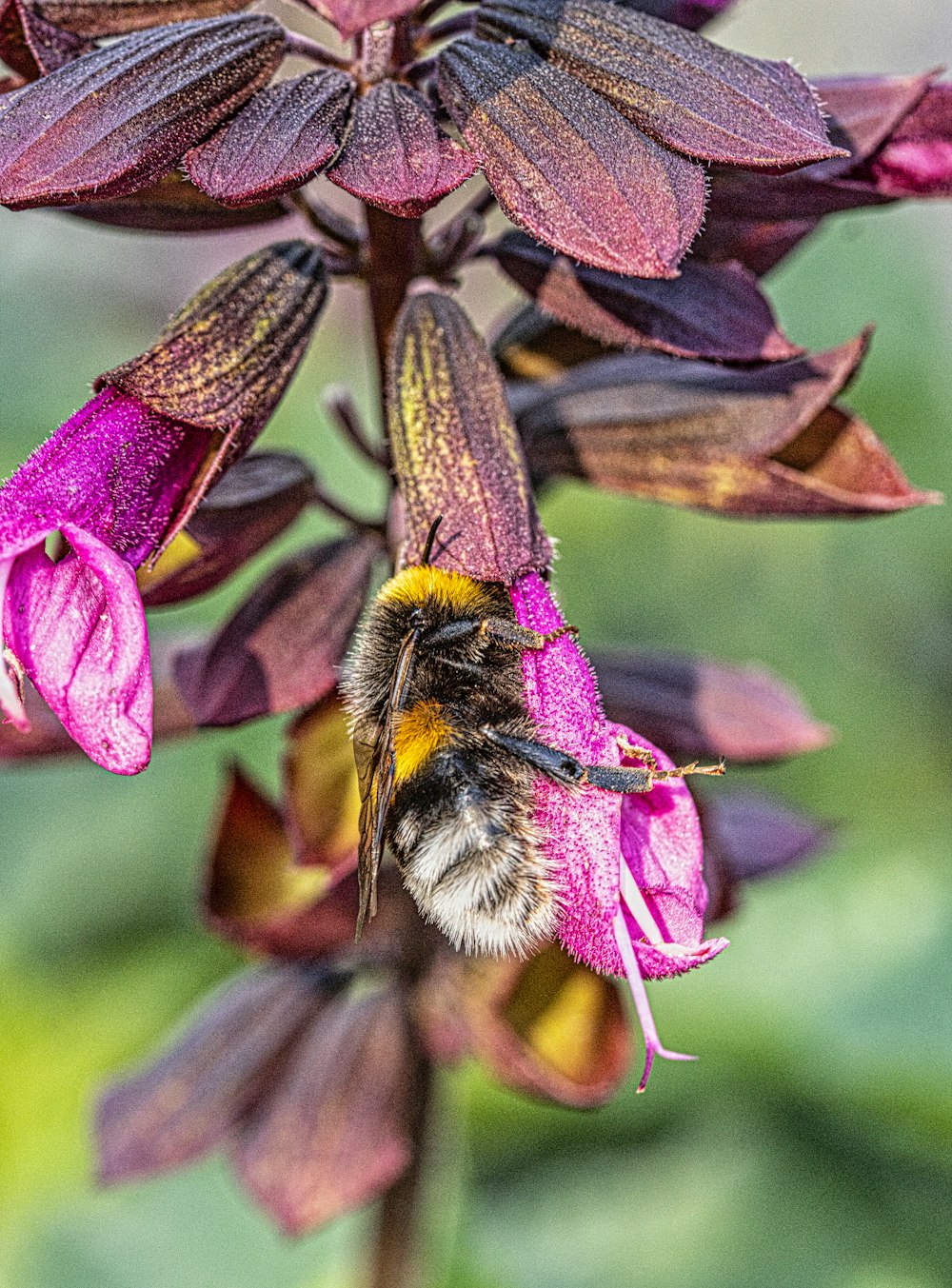 a close up of a bee on a flower