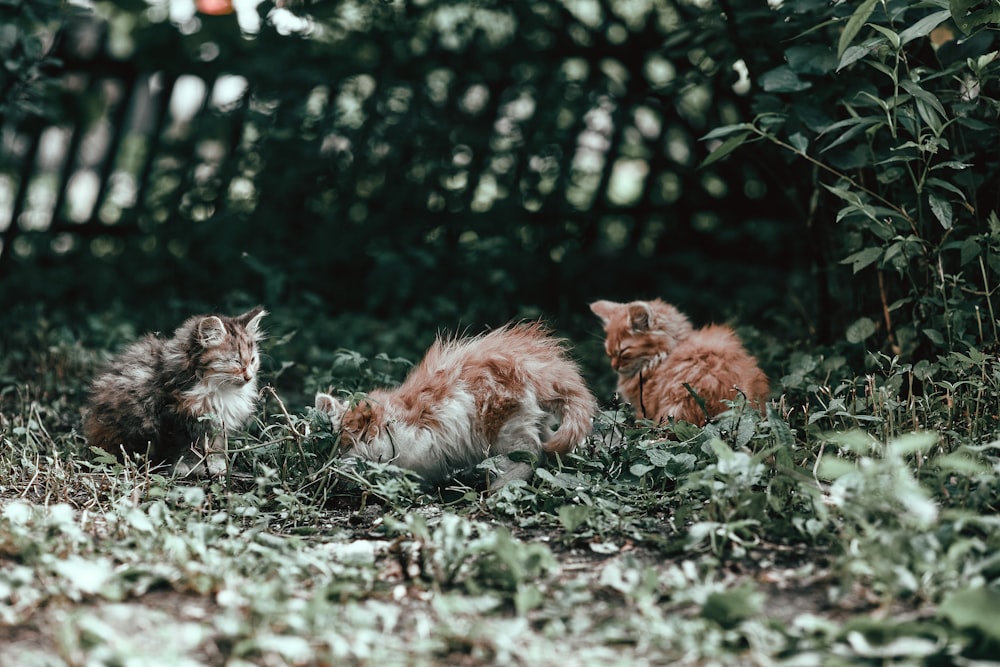 a group of cats sitting in the grass