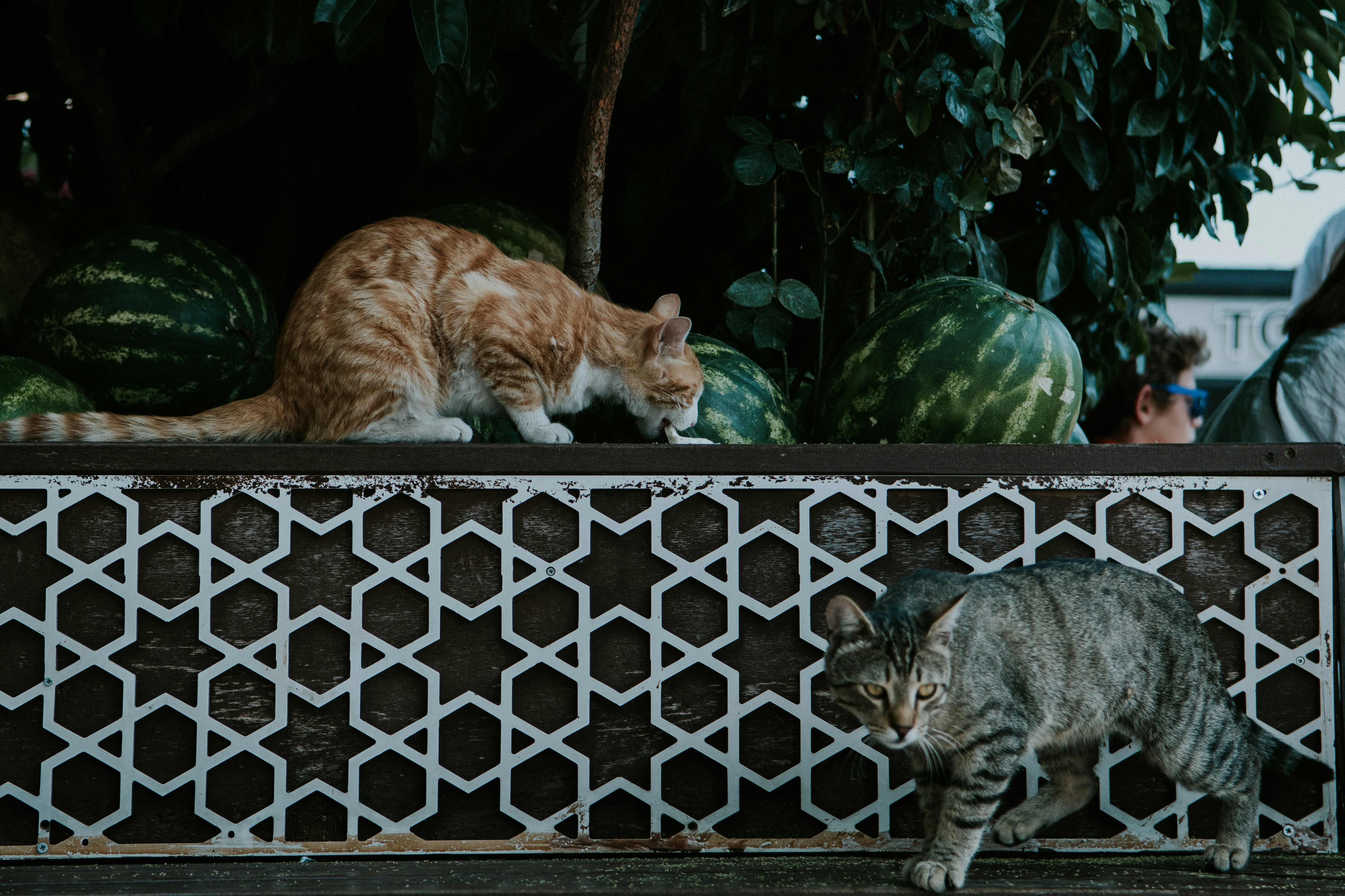 a couple of cats standing next to each other