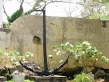 A large, dark anchor is propped against an old, weathered wall with visible cracks and discoloration. Surrounding the anchor are vibrant green shrubs with white flowers, adding a touch of color and life to the scene. In the background, there are bare, intertwined tree branches with some green foliage growing among them, suggesting an outdoor setting.