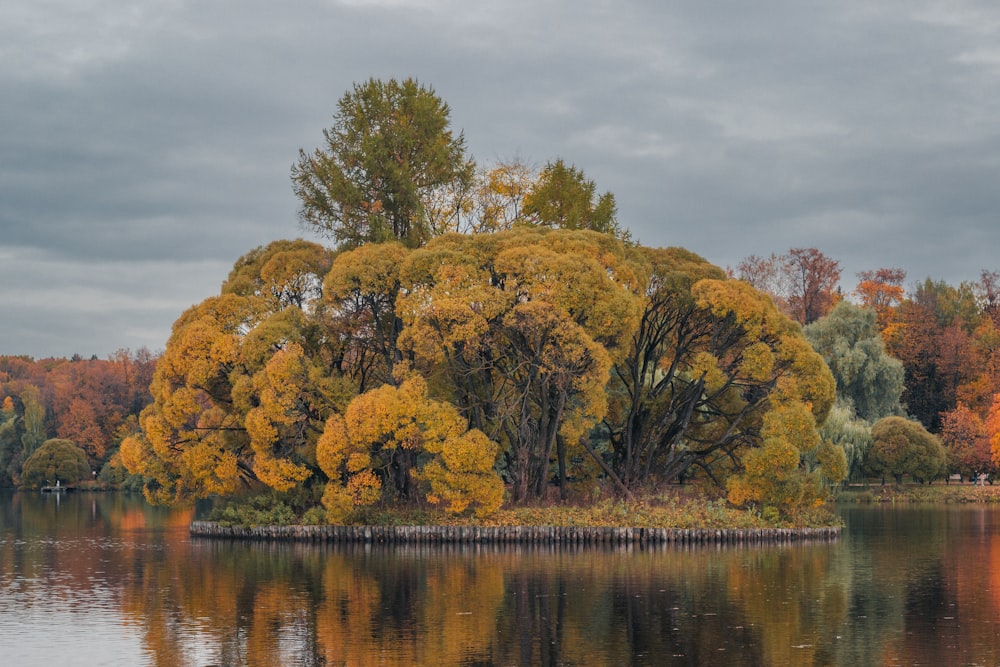 a tree with yellow leaves is in the middle of a lake