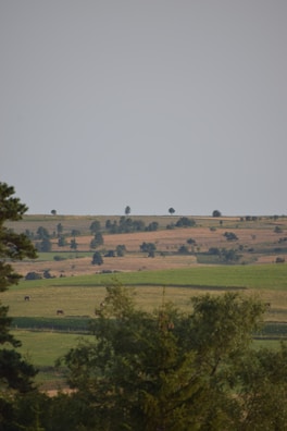 Wide shot of the Ana Terra Nelore Pintado farm landscape with cattle scattered across rolling hills
