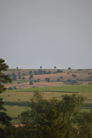 Wide shot of rolling hills covered in vibrant green grass with scattered cows