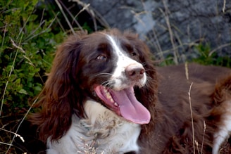 a brown and white dog laying in the grass