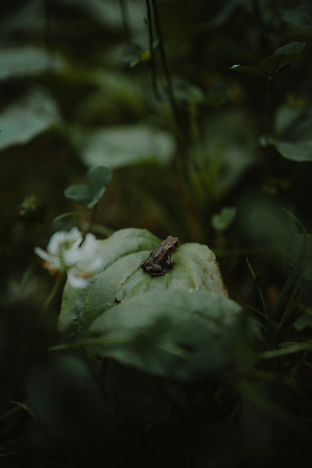 a frog sitting on top of a green leaf