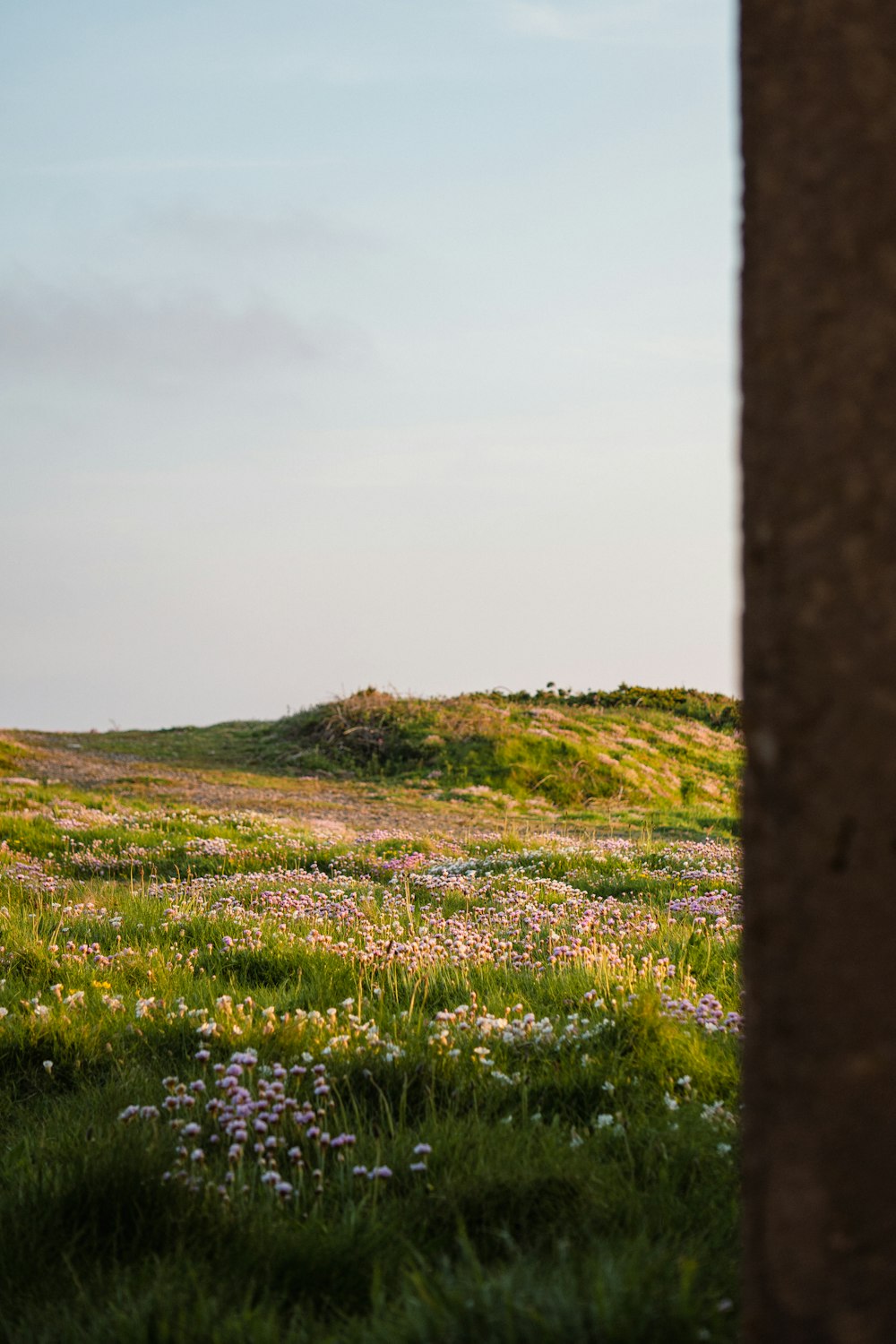 a field of wildflowers is seen through a hole in a wall