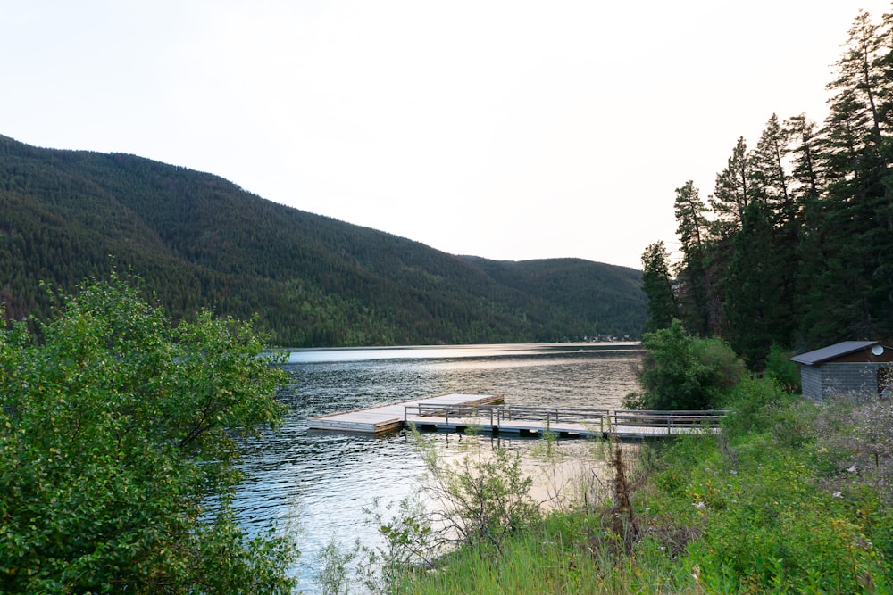 a body of water surrounded by a forest