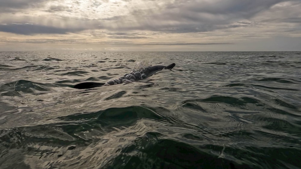 a person swimming in the ocean under a cloudy sky